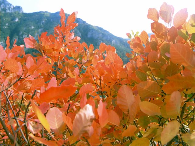 Sumac, perle d automne